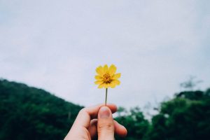 Hand holding flower